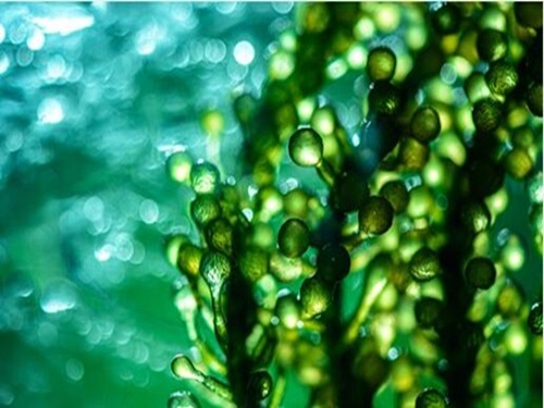 Glicerol glucozid (Glycoin), un ingrediente esențiale pentru produsele de lux de îngrijire a frumuseții