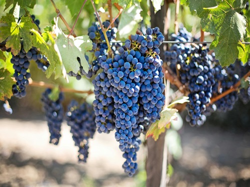 Resveratrol: un gardian natural al sănătății